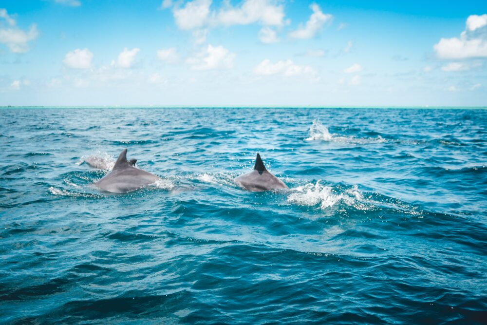 delfines-avistamiento-tenerife-hotel-villa-mandi
